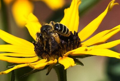 Dėl viruso gali žūti milijonai bičių visame pasaulyje