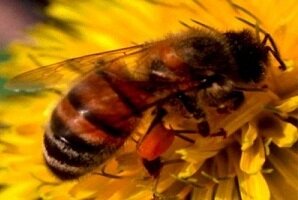 Įspėjamieji ženklai apie soduose laikomas bites