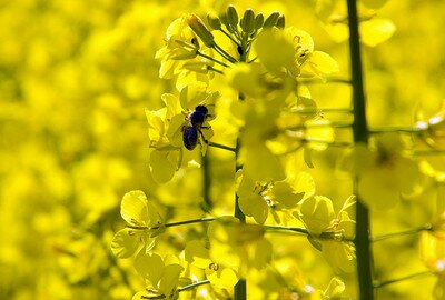 Ūkininkams ir bitininkams: naujos augalų apsaugos produktų naudojimo taisyklės