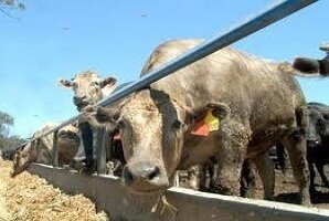 VMVT uždraudžia gyvų galvijų eksportą į Turkiją