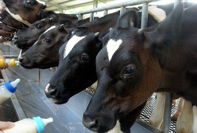 Nauja galimybė pieno gamintojams – pieno gamintojų organizacijos