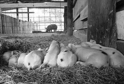 Rusija ketina drausti kiaulių importą iš ES valstybių