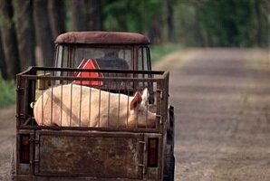 Biodujų jėgainės galėtų sumažinti kiaulių maro kainą valstybės biudžetui