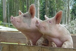 Privaloma kiaulių registracija - iki rugsėjo 15 d.