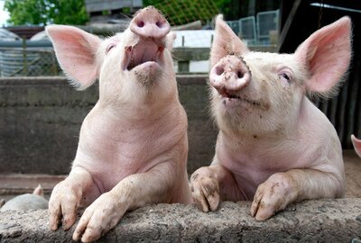Kiaulių gerovės direktyvos įgyvendinimui - vakarėliai kiaulėms