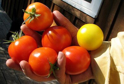Jau skinamas lietuviškų pomidorų derlius