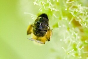 Renkamos bitininkų paraiškos paramai gauti