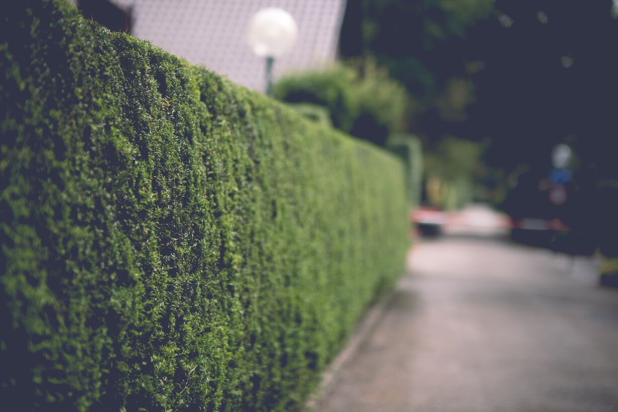 Beyond the Green Wall: The Complete Science and Practice of Growing Resilient Native Hedges